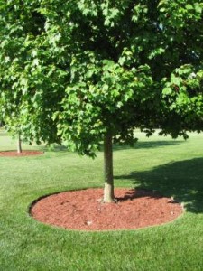 Easy Spring Tree Care